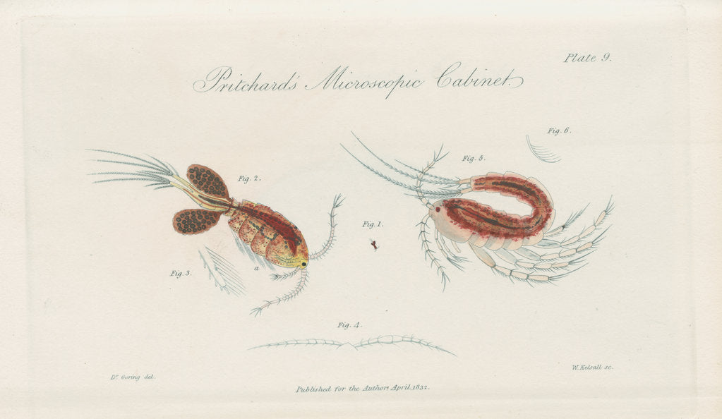 Detail of Water fleas by William Kelsall