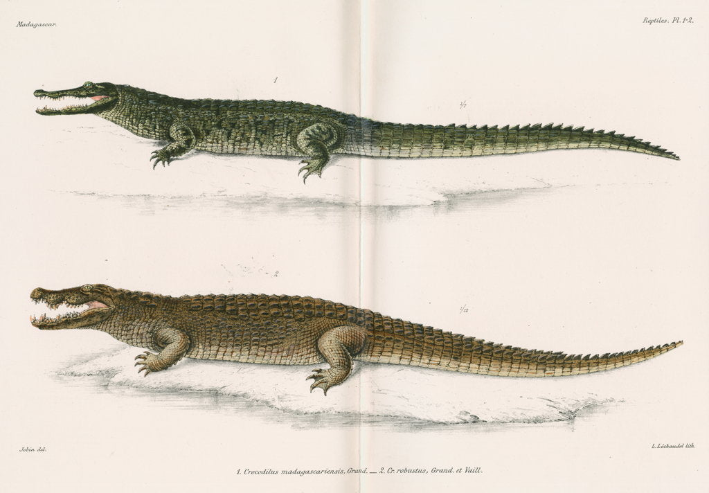 Detail of Madagascan crocodiles by Louis LÃ©chaudel
