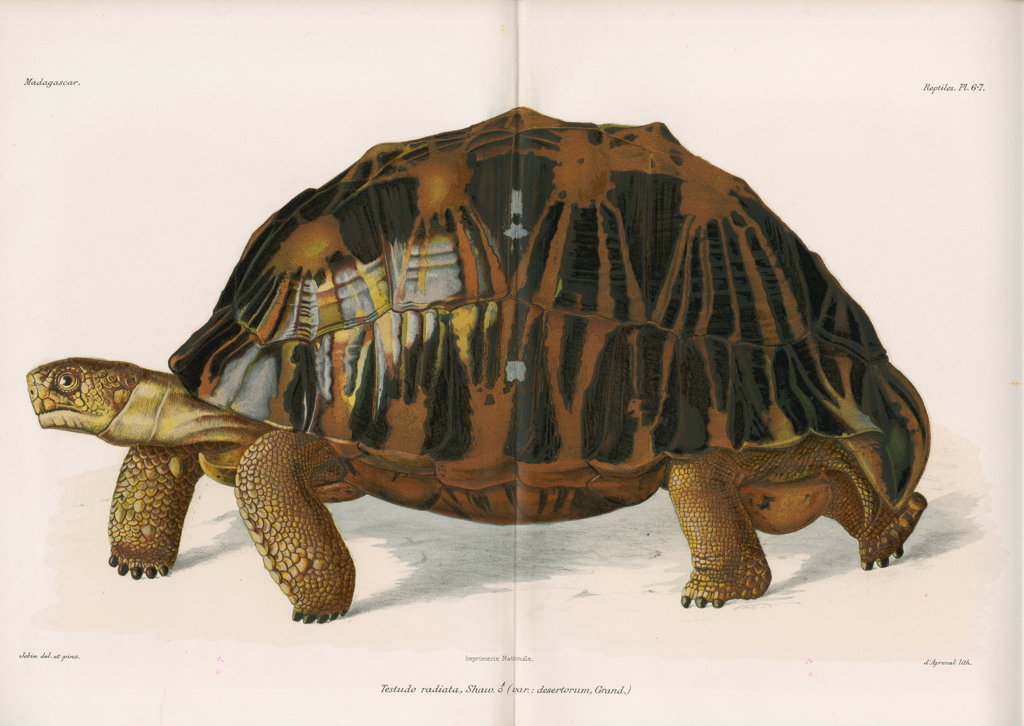 Detail of Radiated tortoise by AndrÃ© Revillon d'Apreval