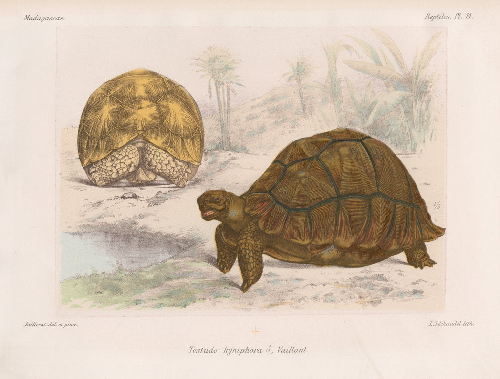 Detail of Angonoka tortoise by Louis LÃ©chaudel