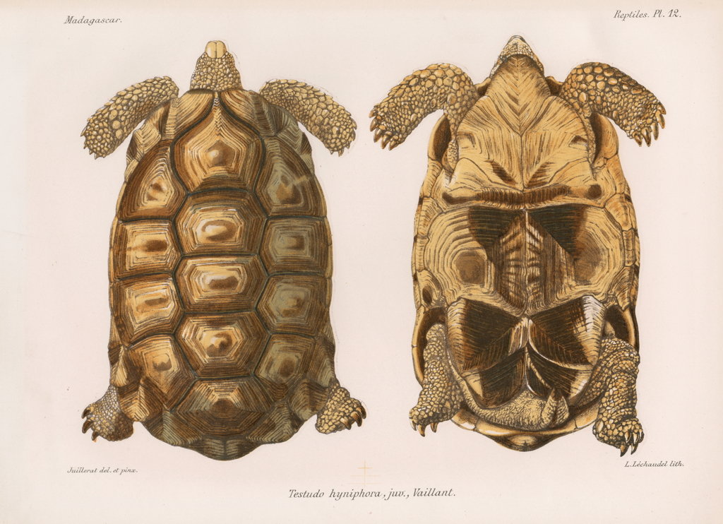Detail of Angonoka tortoise by Louis LÃ©chaudel