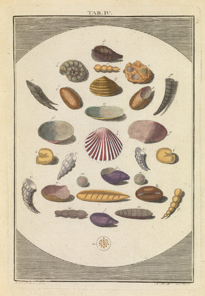 Detail of Shells in sand by Martin Frobene Ledermuller
