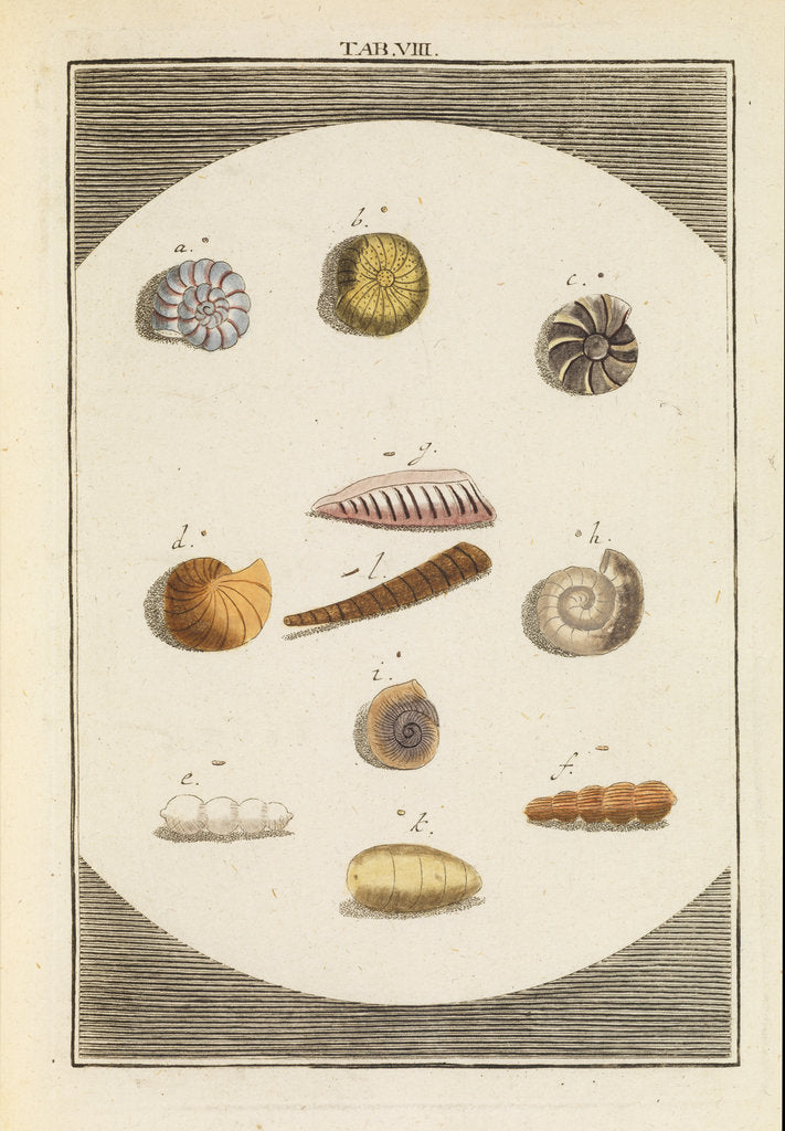 Shells and foraminfera by Martin Frobene Ledermuller