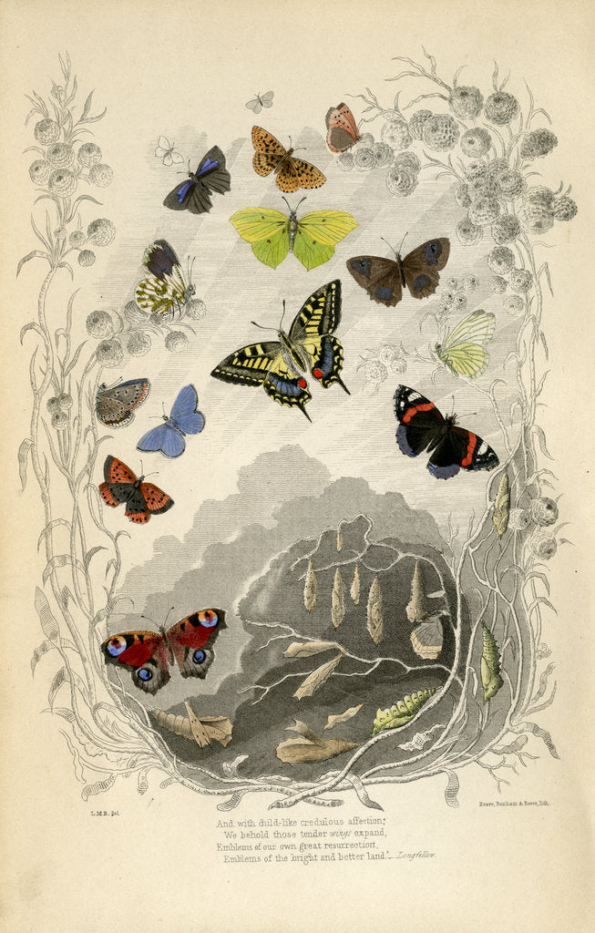 Detail of Butterflies in general by Benham and Reeve