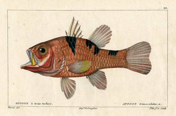 Three-spot cardinalfish posters & prints by Francois Plée