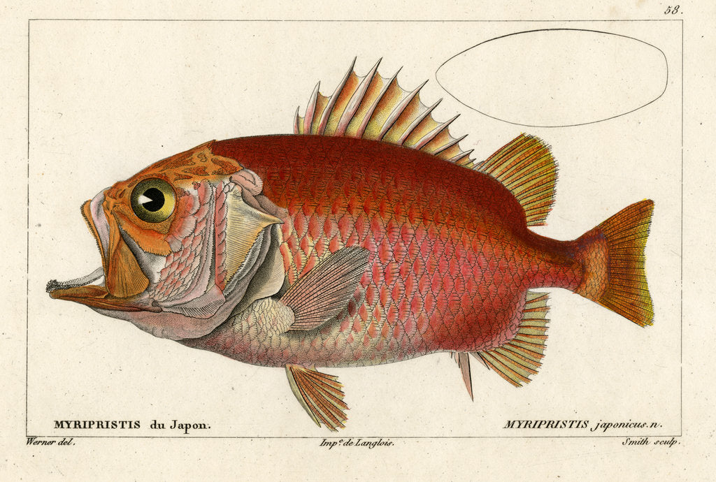 Detail of Japanese soldierfish by Smith