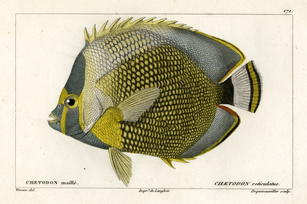 Detail of Mailed butterflyfish by François Jacques Dequevauviller