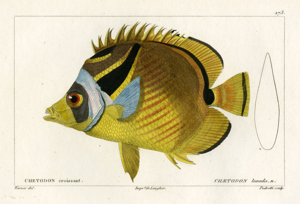 Detail of Raccoon butterflyfish by Vittore Pedretti