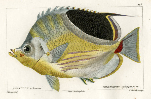 Saddle butterflyfish posters & prints by Martin Schmeltz
