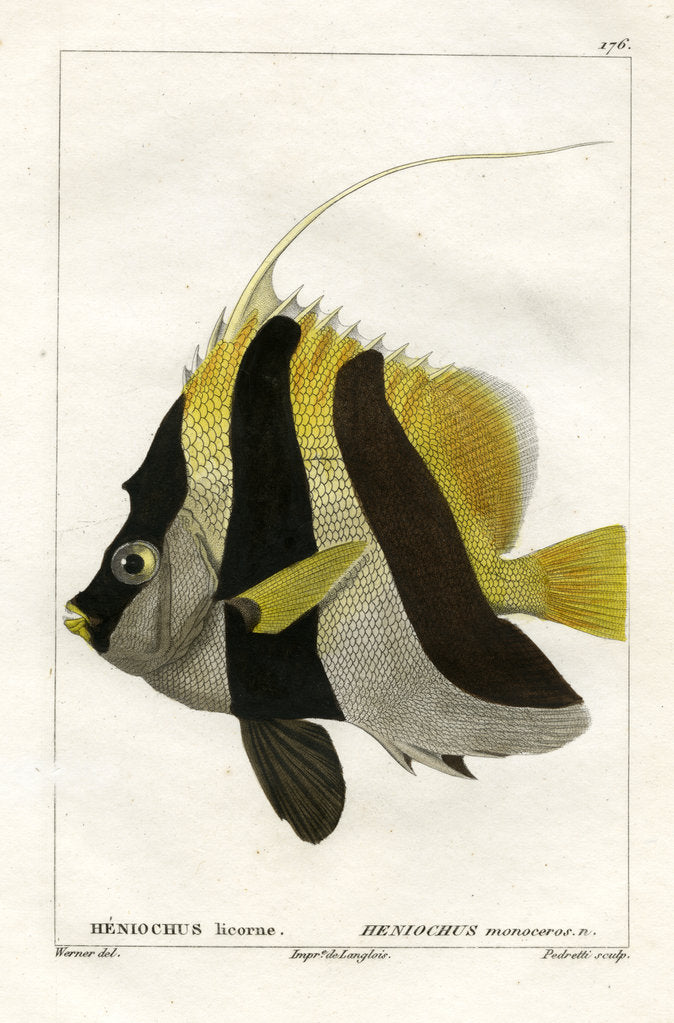 Masked bannerfish by Vittore Pedretti