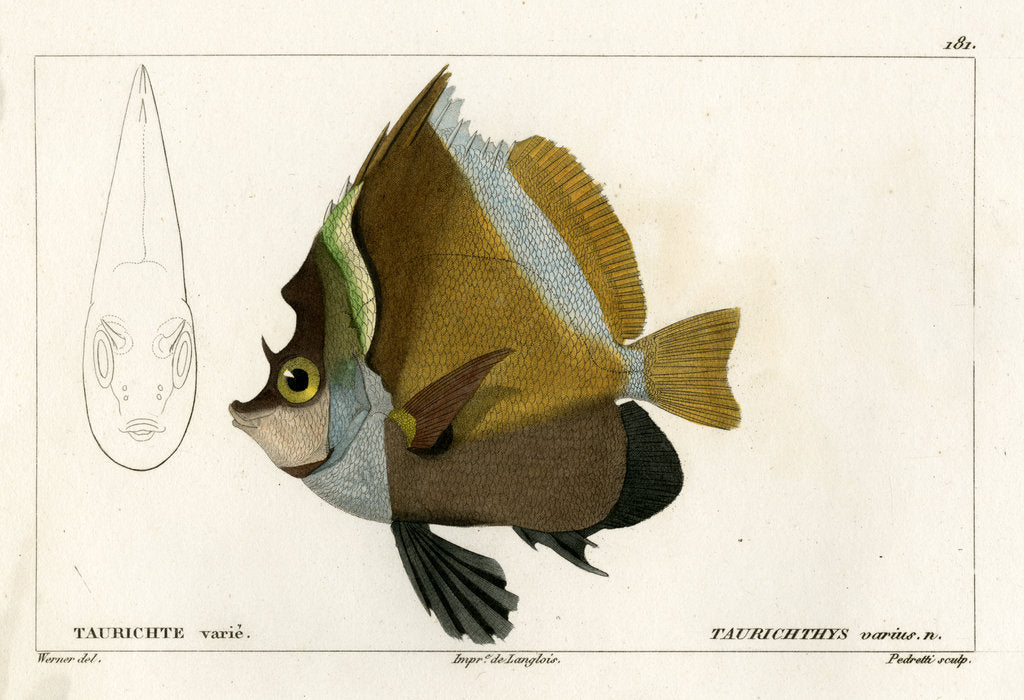 Horned bannerfish by Vittore Pedretti