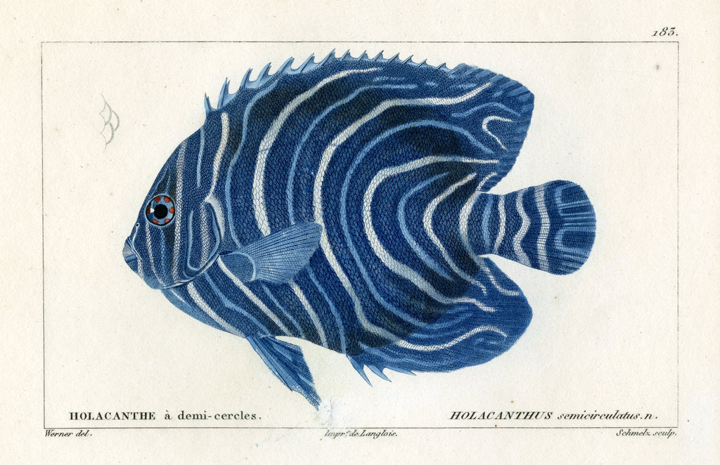 Detail of Semicircle angelfish by Martin Schmeltz