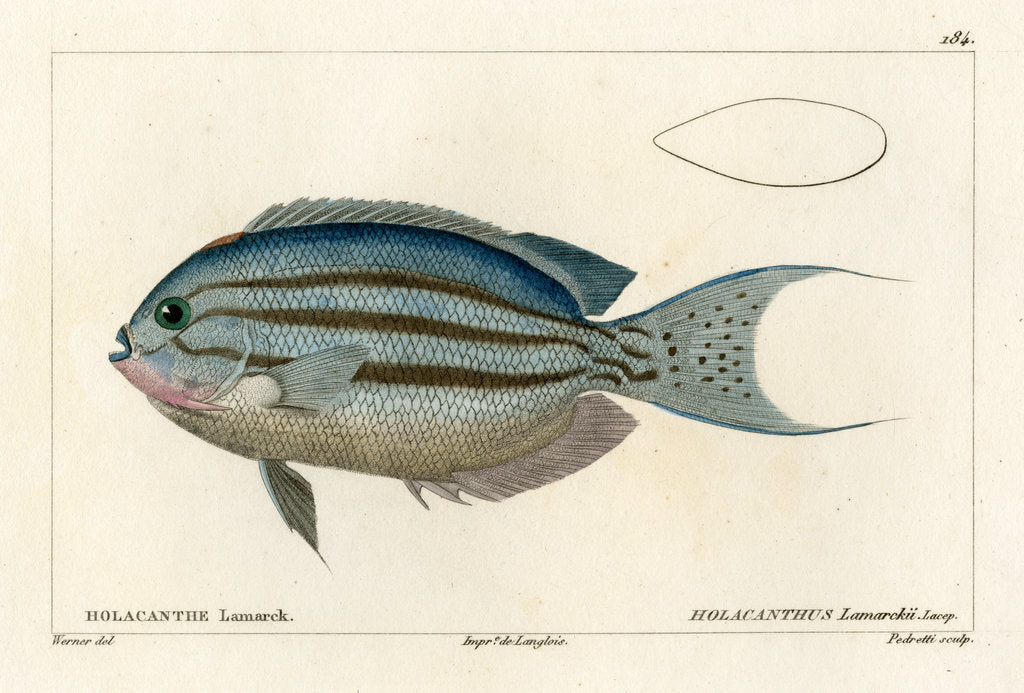 Detail of Lamarck's angelfish by Vittore Pedretti