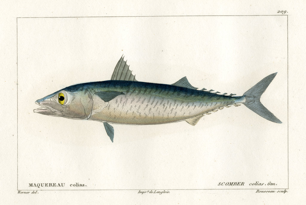 Detail of Atlantic chub mackerel by Nicolas Louis Rousseau