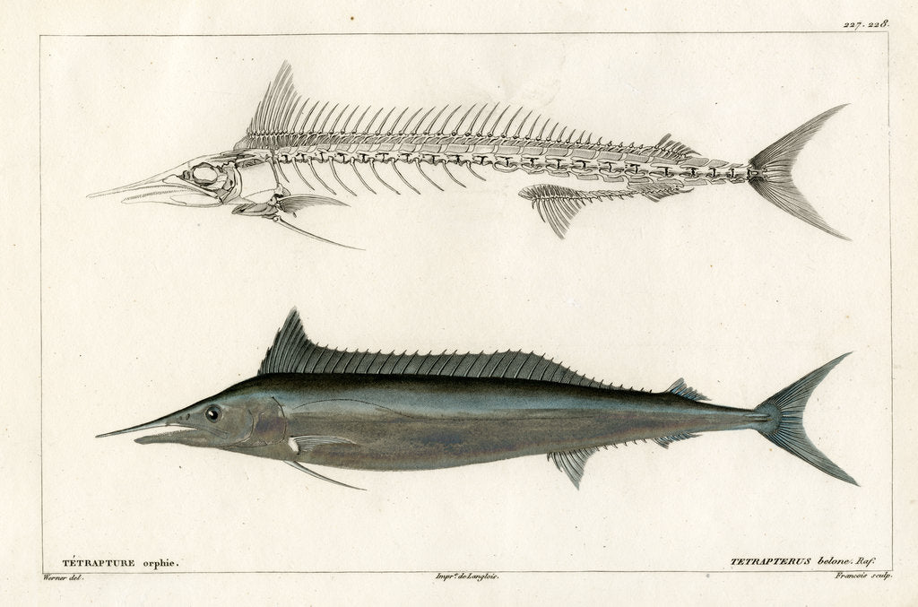 Detail of Mediterranean spearfish by François
