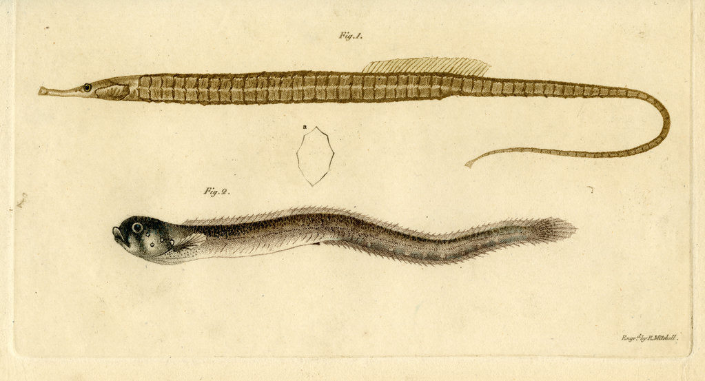 Detail of Snake pipefish and Pearlfish by Edward Mitchell
