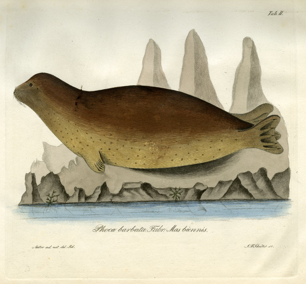 Bearded seal by Johann Friedrich Schröter