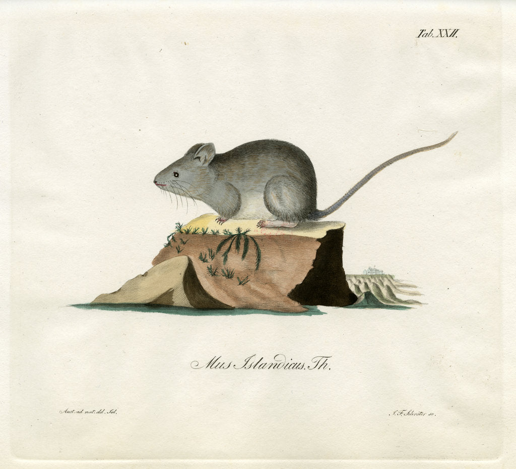 Detail of Greenland mouse by Johann Friedrich Schröter
