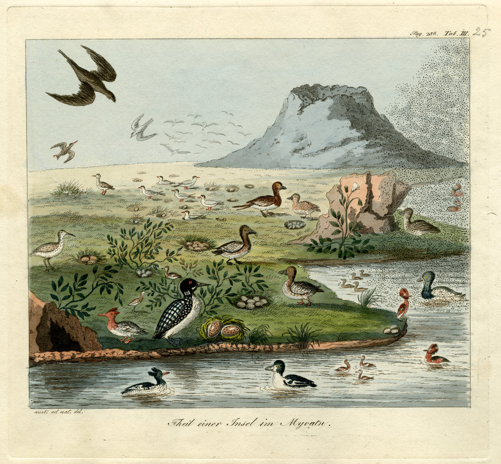 Detail of Waterfowl of Mývatn by Friedrich Eduard Müller