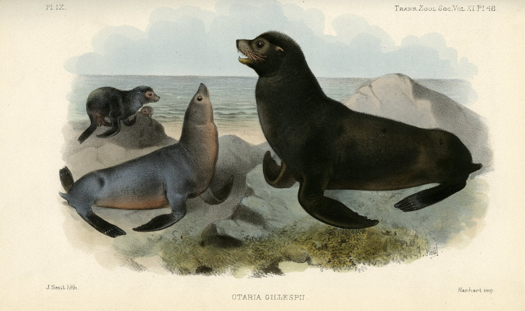 Detail of California sea lion by Joseph Smit