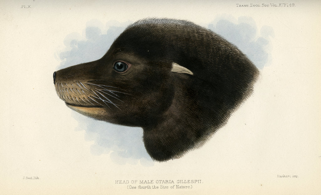 Head of the California sea lion by Joseph Smit