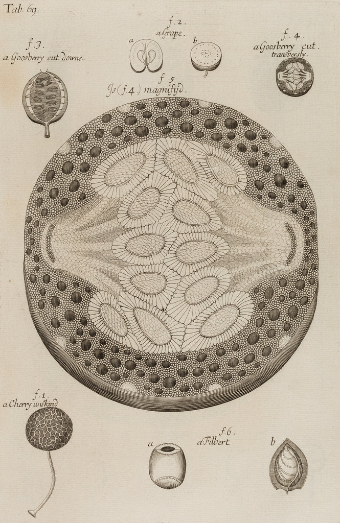 Detail of Gooseberry, grape, cherry and filbert by After Nehemiah Grew