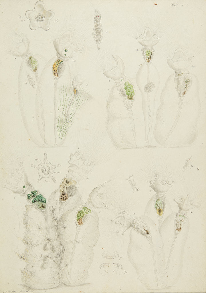 Collotheca rotifers by Charles Thomas Hudson