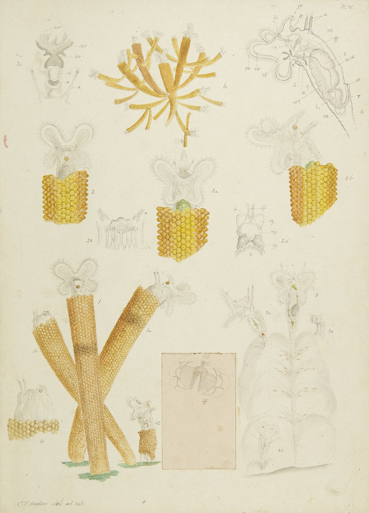 Floscularia rotifers by Charles Thomas Hudson