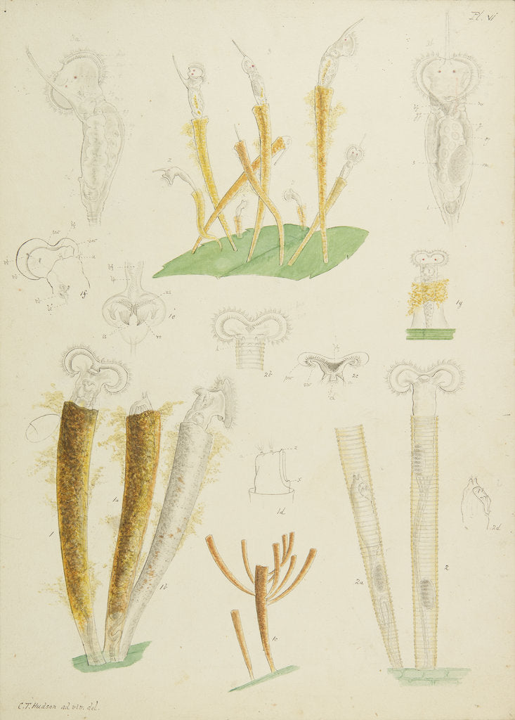 Límnias rotifers by Charles Thomas Hudson