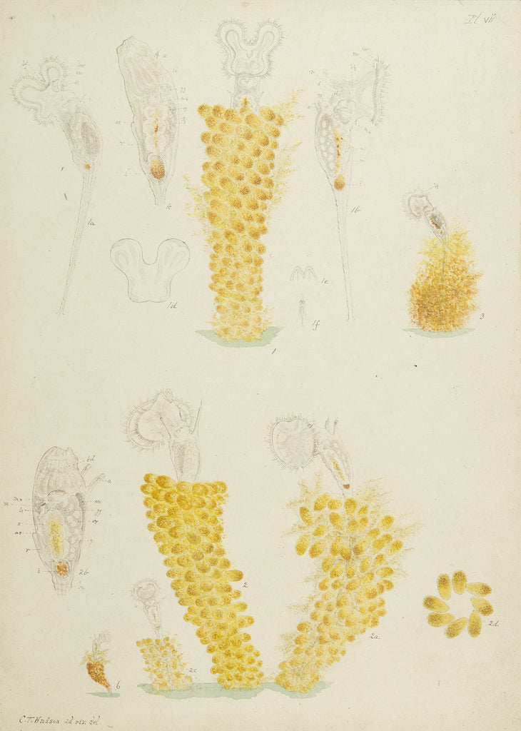 Detail of Ptygura rotifers by Charles Thomas Hudson