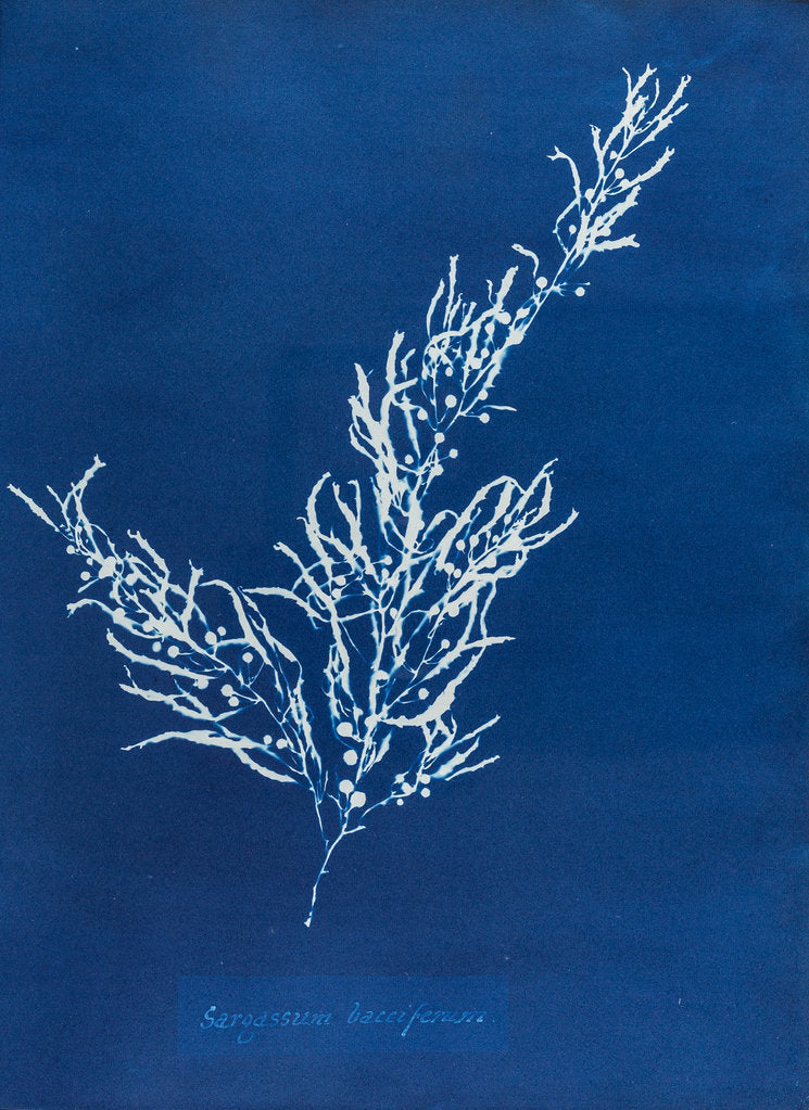 Sargassum bacciferum by Anna Atkins