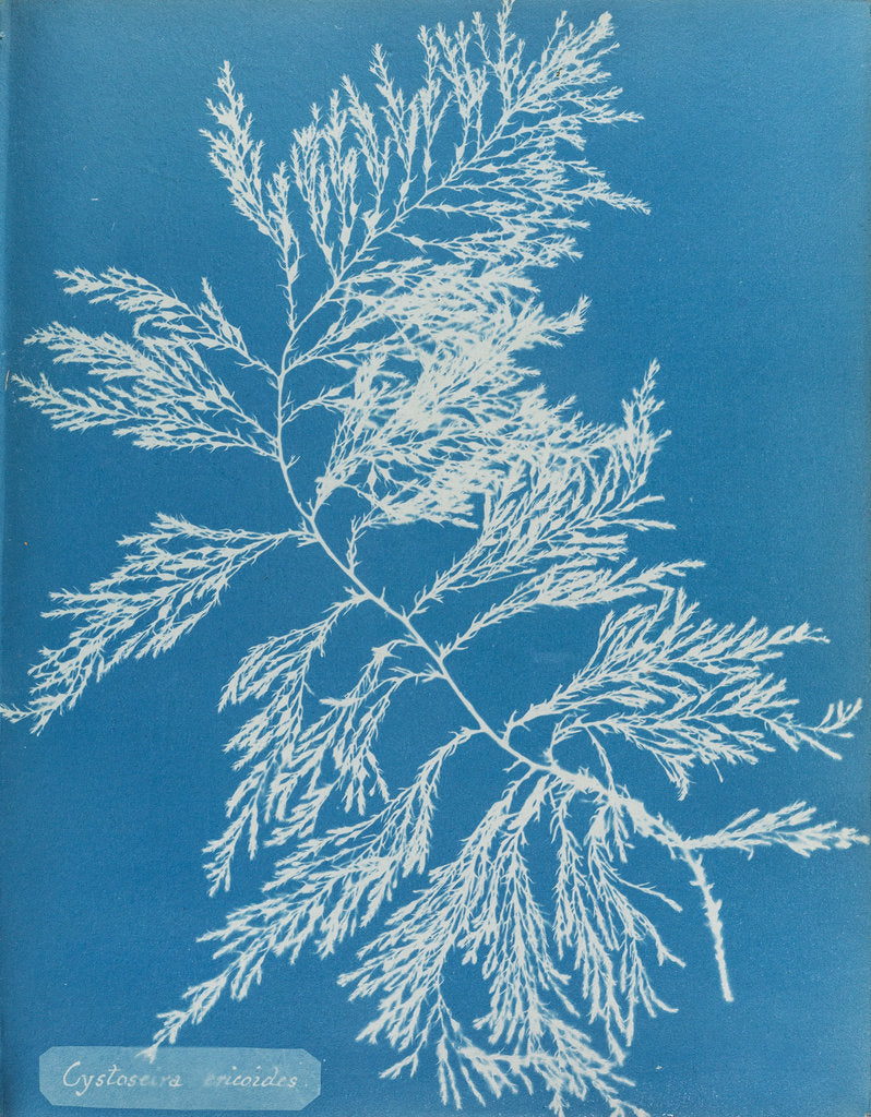 Detail of Rainbow bladderweed by Anna Atkins