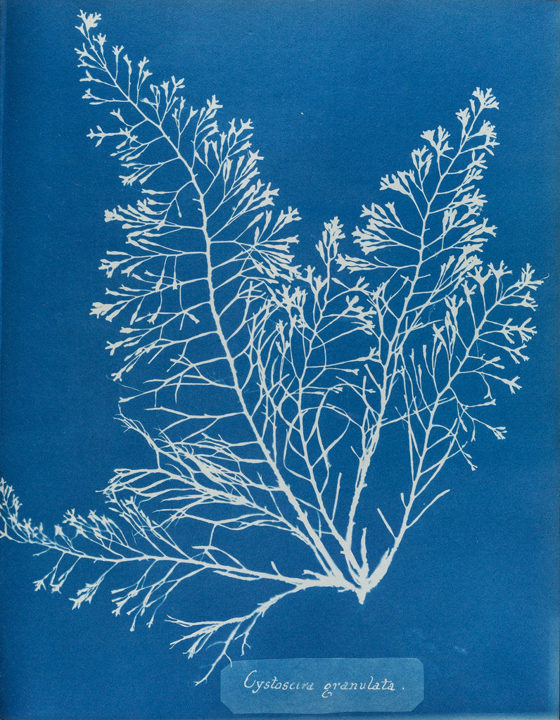 Cystoseira granulata by Anna Atkins