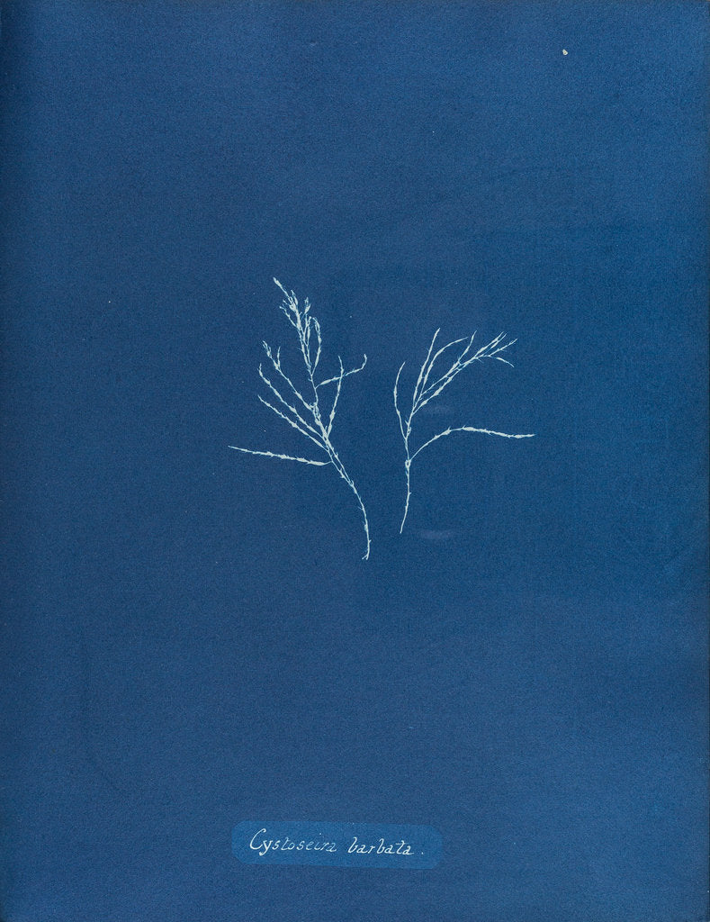 Detail of Cystoseira barbata by Anna Atkins