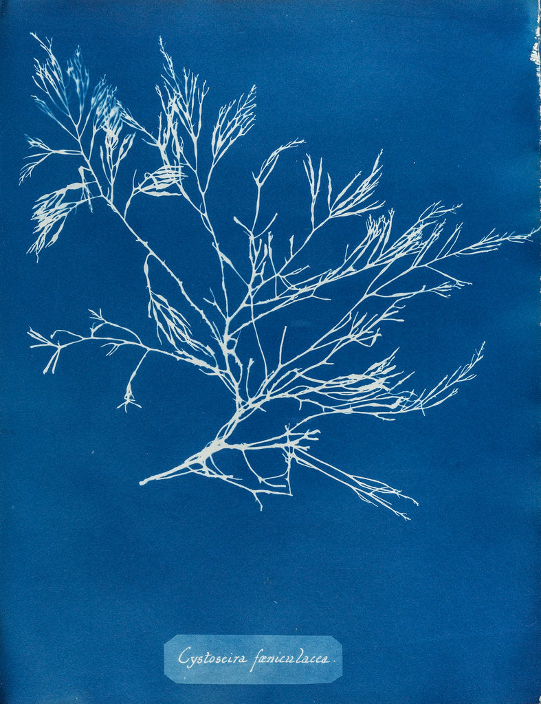 Detail of Cystoseira faeniculacea by Anna Atkins