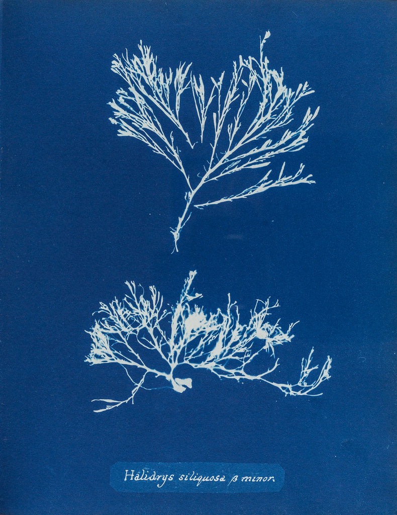 Detail of Sea oak by Anna Atkins