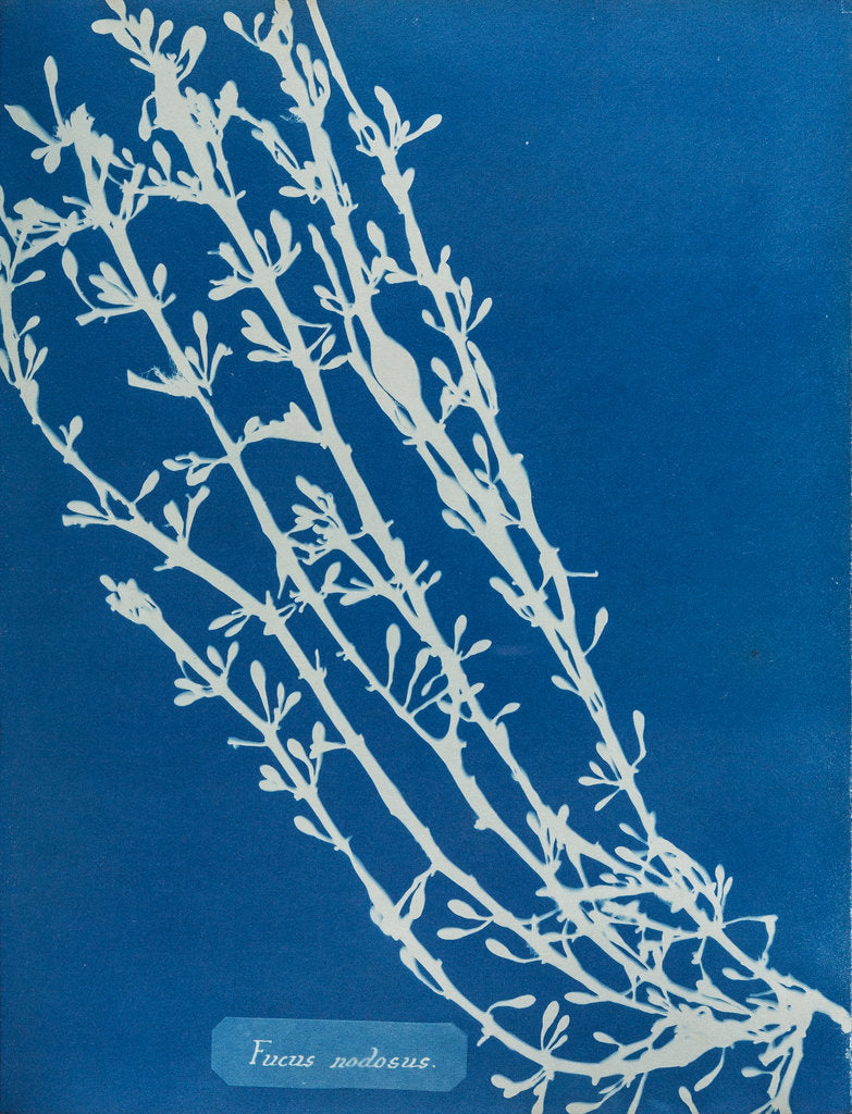 Detail of Fucus nodosus by Anna Atkins