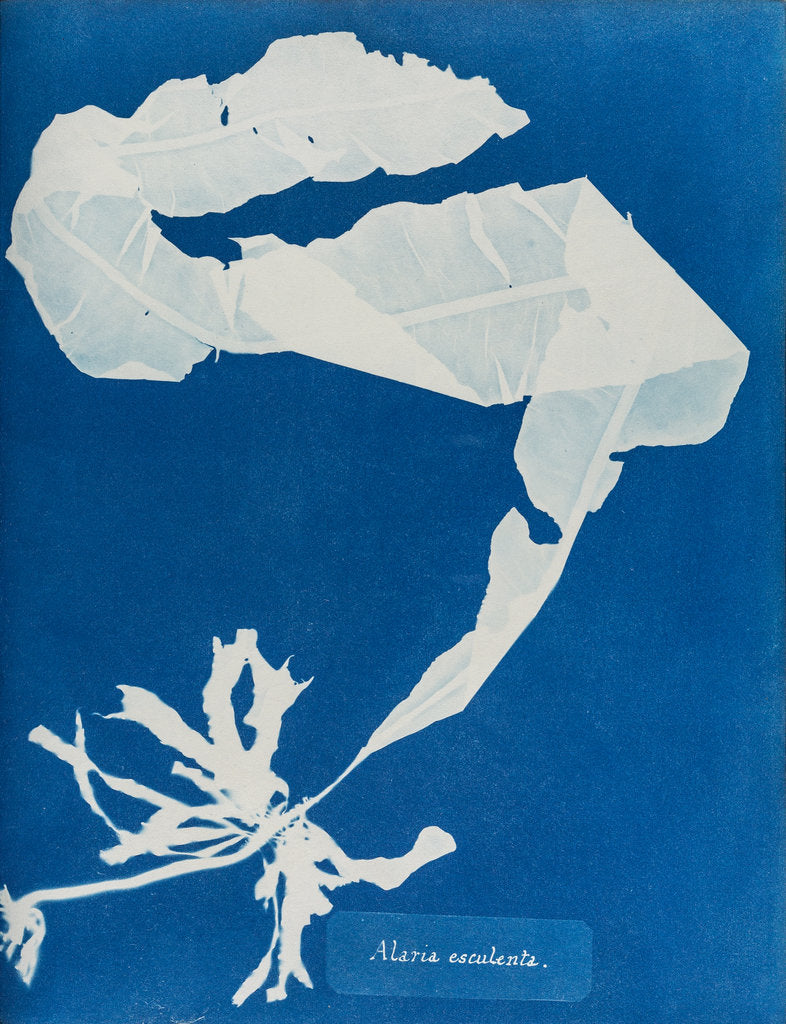 Detail of Dabberlocks by Anna Atkins