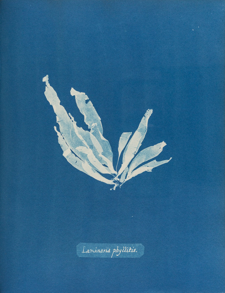 Laminaria phyllitis by Anna Atkins