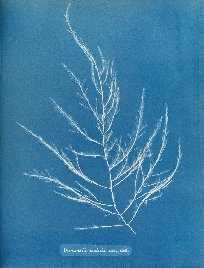 Detail of Sea sorrel by Anna Atkins