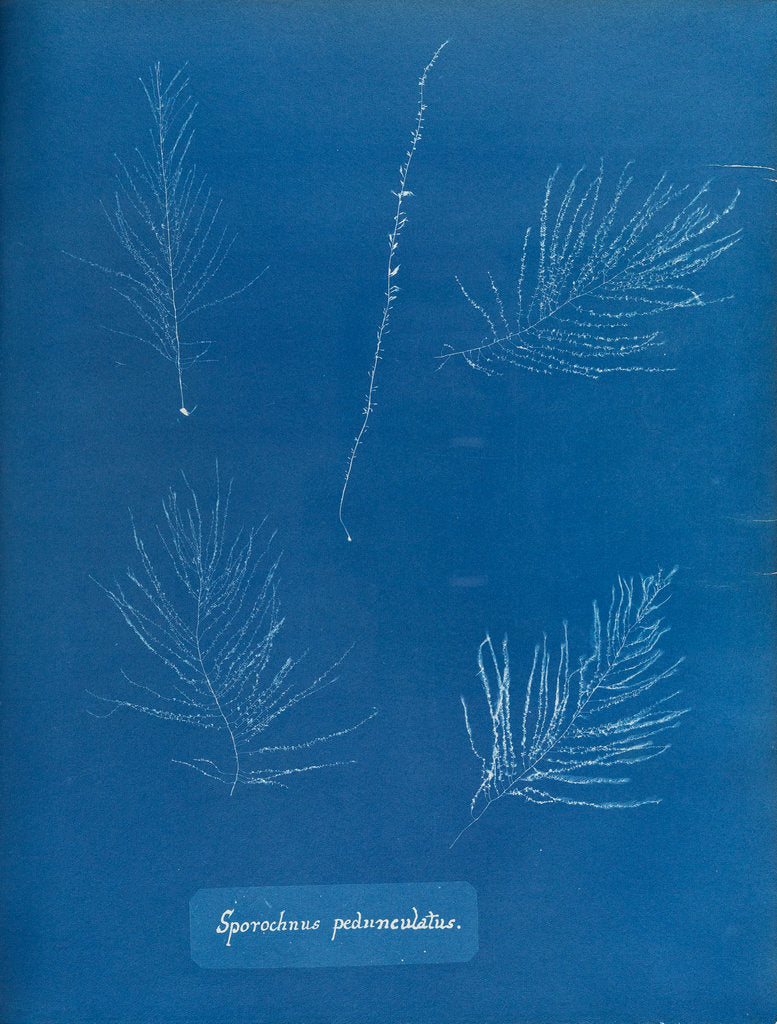 Detail of Sporochnus peduncultus by Anna Atkins