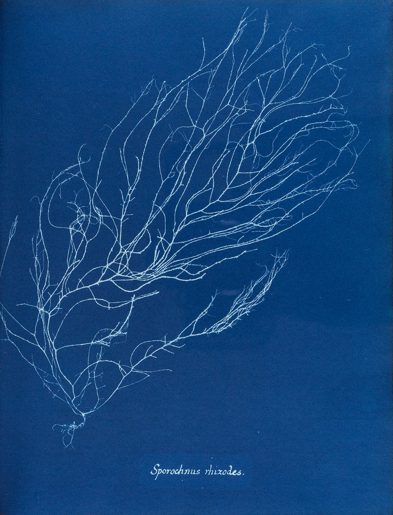 Detail of Sporochnus rhizodes by Anna Atkins