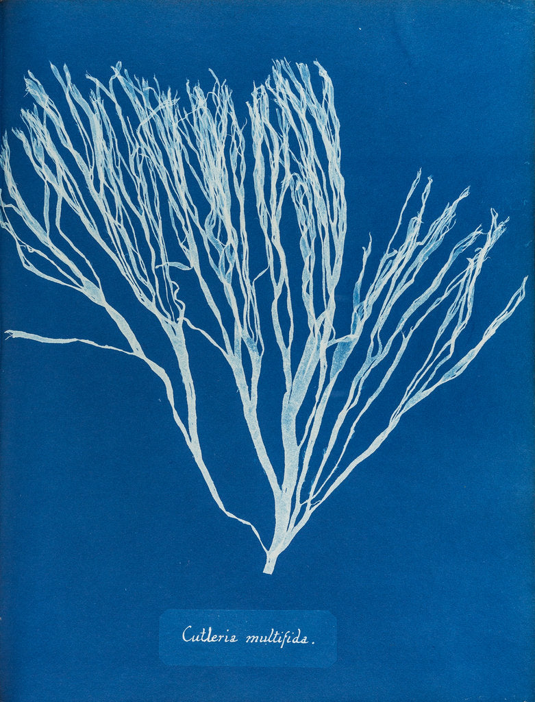 Detail of Cutleria multifida by Anna Atkins