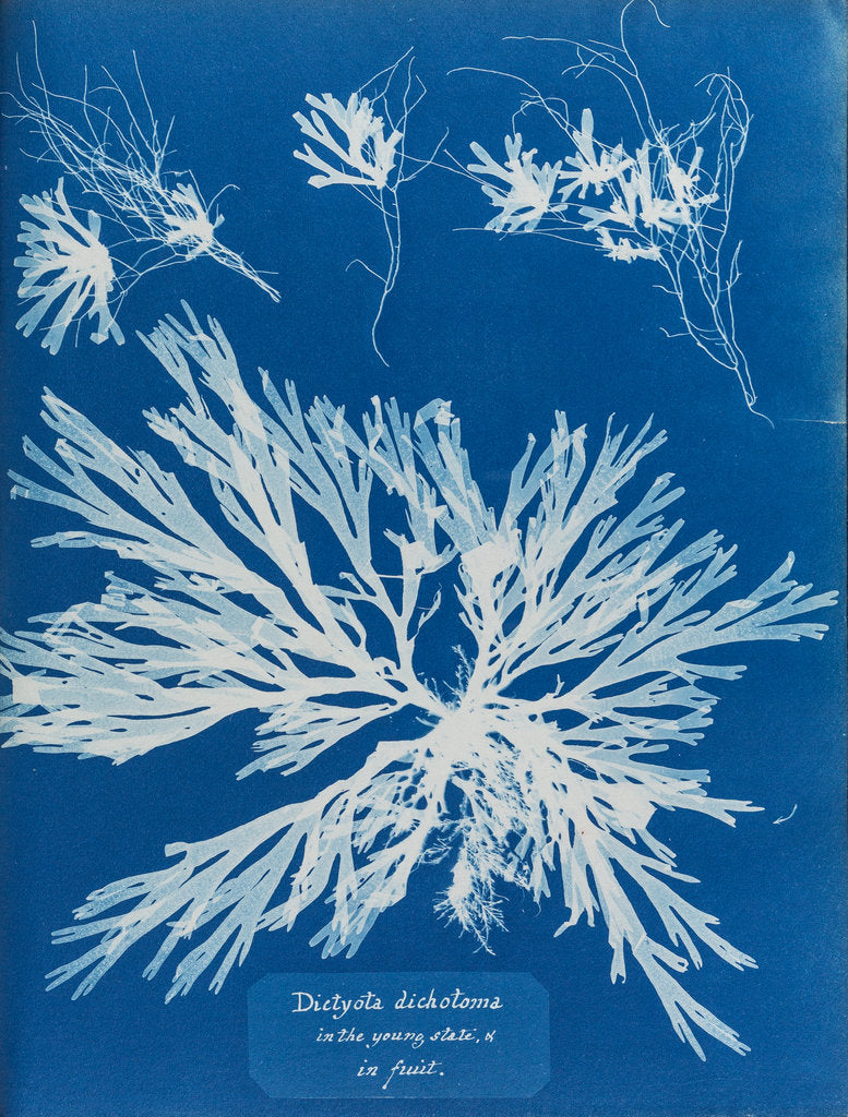 Detail of Dictyota dichotoma by Anna Atkins