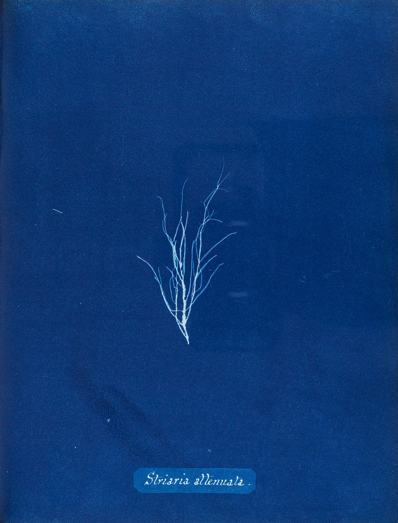 Detail of Stiatia attenuata by Anna Atkins