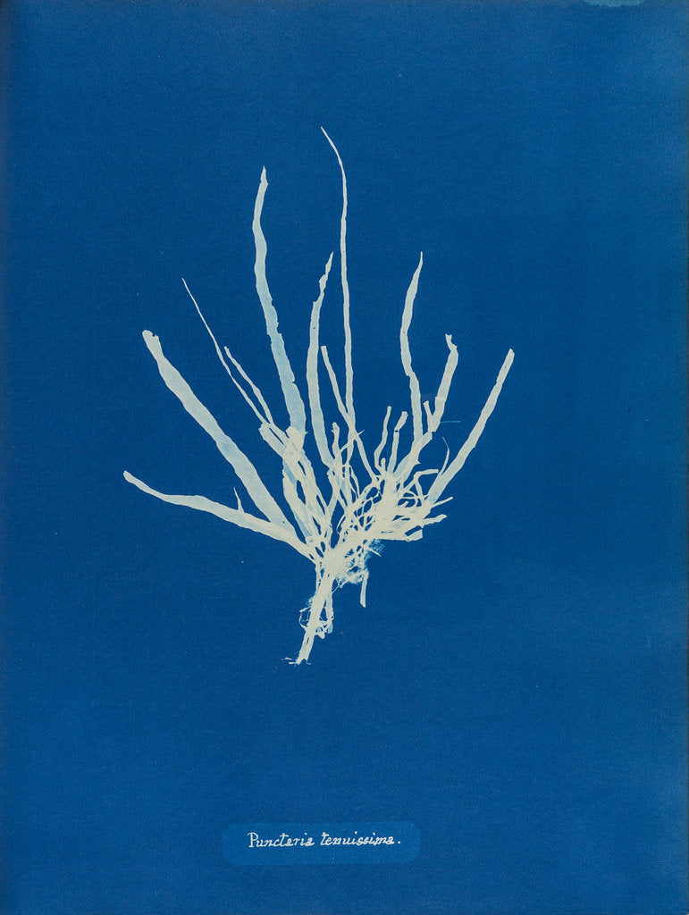 Detail of Punctaria tenuissima by Anna Atkins