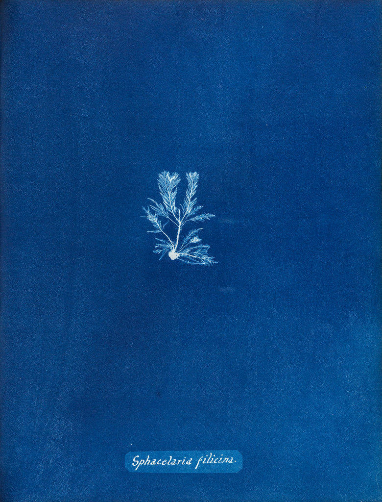 Detail of Sphacelaria filicina by Anna Atkins