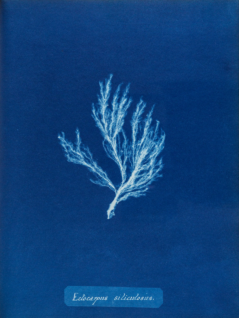 Ectocarpus siliculosus by Anna Atkins