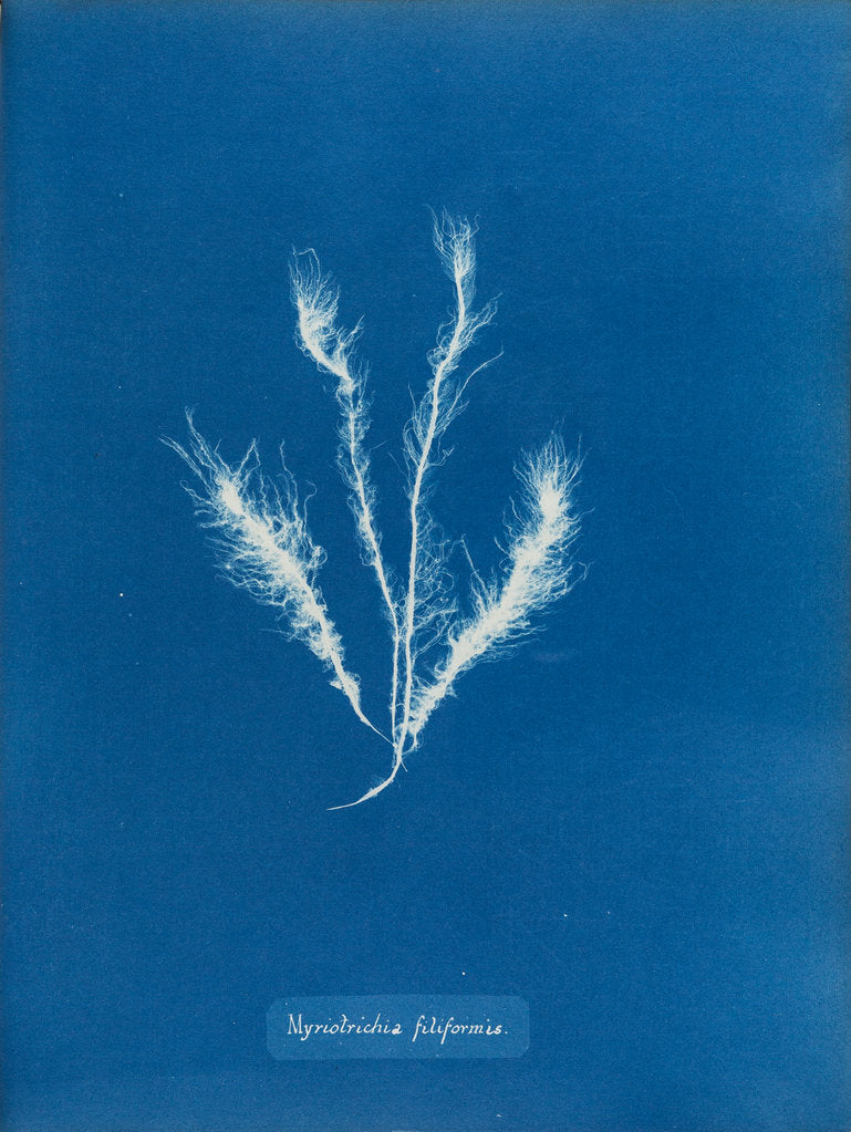 Detail of Myriotrichia filiformis by Anna Atkins