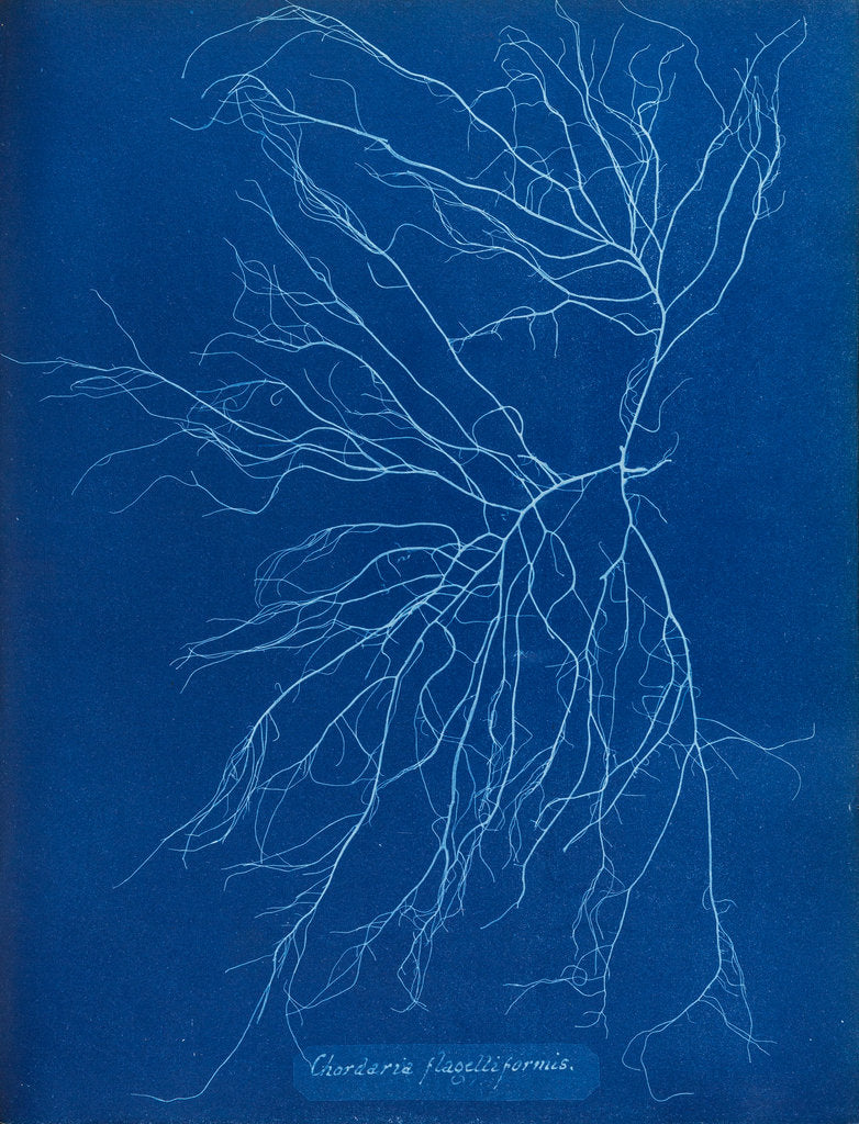 Slimy whip weed by Anna Atkins
